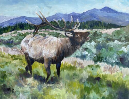 Fall Bull Elk I