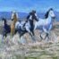Wild Horses Running